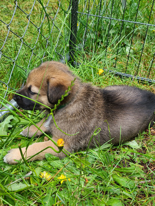 chinook dog